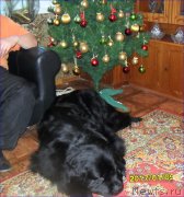 Превью фото № 219848