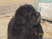 Превью фото № 219874