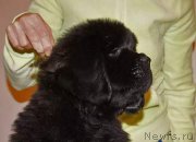 Превью фото № 219913