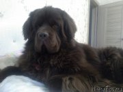 Превью фото № 219960