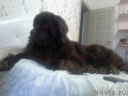 Превью фото № 219961