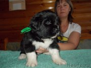 Превью фото № 219964