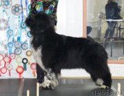 Превью фото № 220004