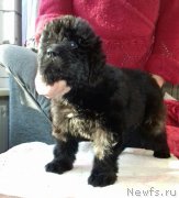 Превью фото № 220016