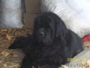 Превью фото № 220026