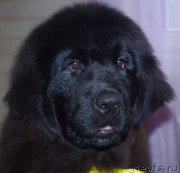 Превью фото № 220069