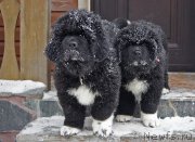 Превью фото № 220075