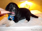 Превью фото № 220077