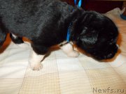 Превью фото № 220078