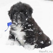 Превью фото № 220085