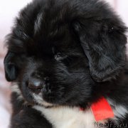 Превью фото № 220095