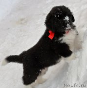 Превью фото № 220096