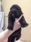 Превью фото № 220163