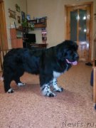 Превью фото № 220166