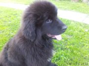 Превью фото № 220183