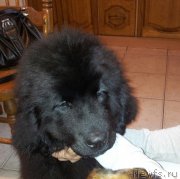 Превью фото № 220196