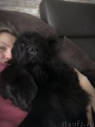 Превью фото № 220245