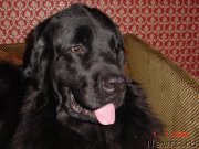 Превью фото № 220255