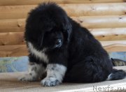 Превью фото № 220260