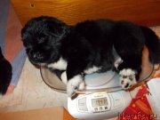 Превью фото № 220277