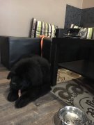 Превью фото № 220323