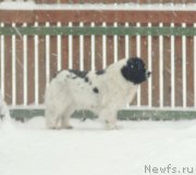 Превью фото № 220398