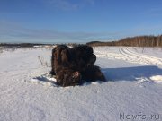 Превью фото № 220425