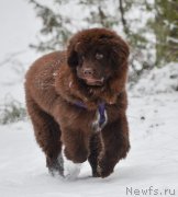 Превью фото № 220433