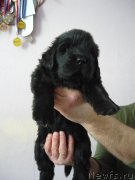 Превью фото № 220438