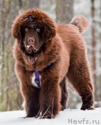 Превью фото № 220442