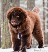 Превью фото № 220443