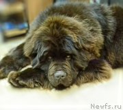 Превью фото № 220445