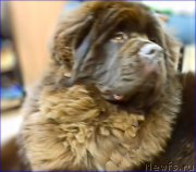 Превью фото № 220446