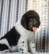 Превью фото № 220467