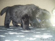 Превью фото № 220483