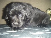 Превью фото № 220488