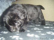 Превью фото № 220490