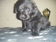 Превью фото № 220494