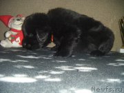 Превью фото № 220496