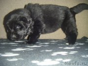 Превью фото № 220497