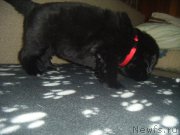 Превью фото № 220498