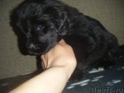 Превью фото № 220499