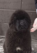 Превью фото № 220515