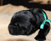 Превью фото № 220530