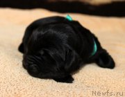 Превью фото № 220531