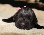 Превью фото № 220536