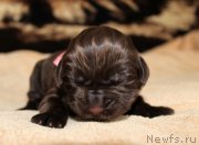 Превью фото № 220539