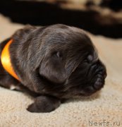 Превью фото № 220540