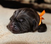 Превью фото № 220541