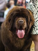 Превью фото № 220546